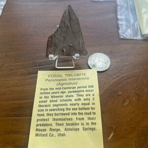 Trilobite fossil Antelope Springs, Utah. 550 Million Years Old